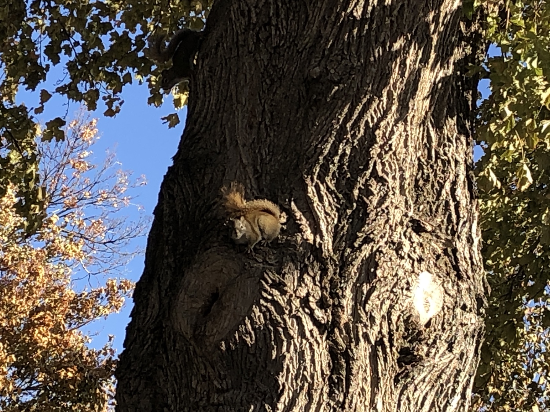 squirrels