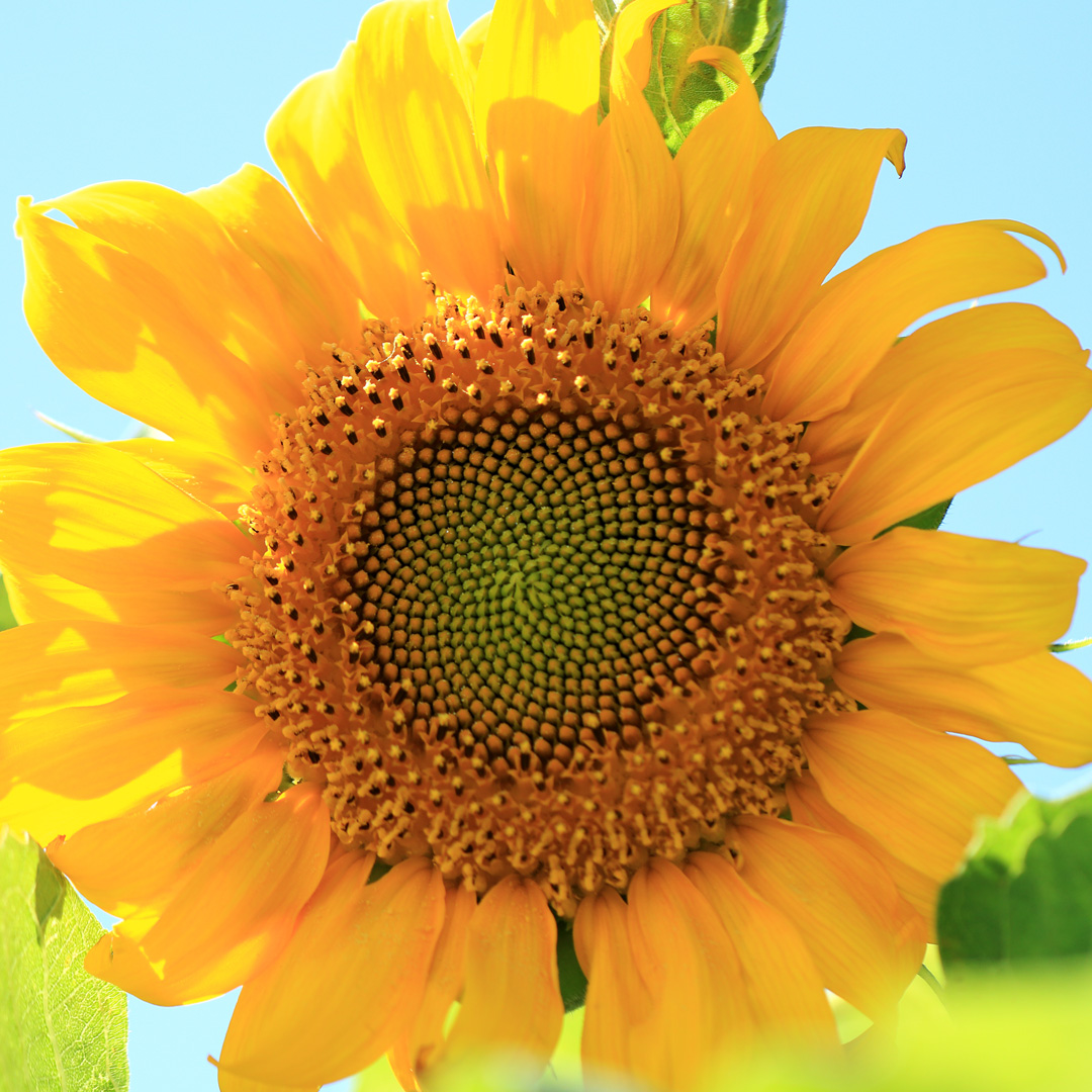 夏休みは、親子で真剣勝負！