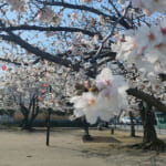 桜が咲く春のサッカーグラウンド