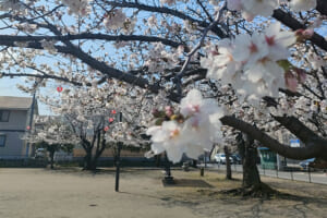 親は焦らず！ 苦労したジュニア年代から、新中学2年生になり、開花し始めた長男の成長記録！