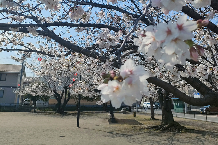 桜が咲く春のサッカーグラウンド